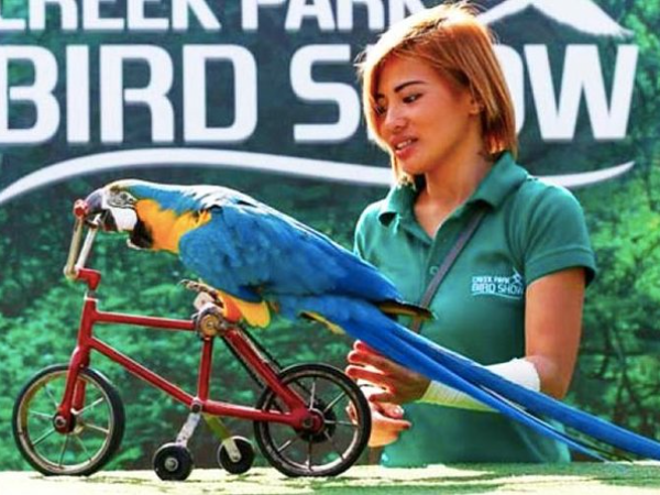 Dubai Dolphinarium Exotic Bird Show Tickets