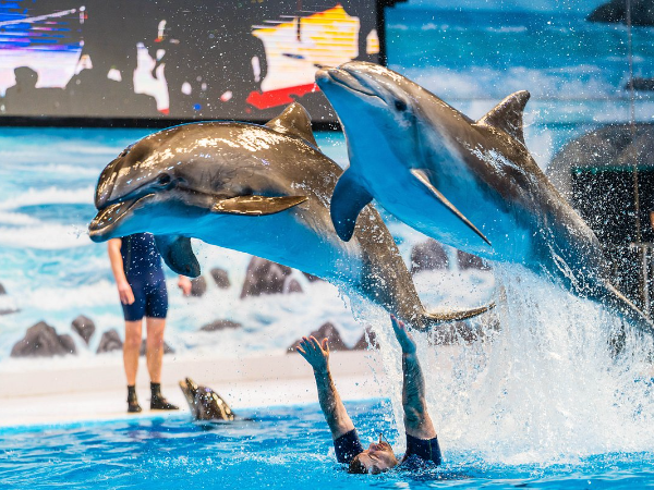 Dubai Dolphinarium Tickets