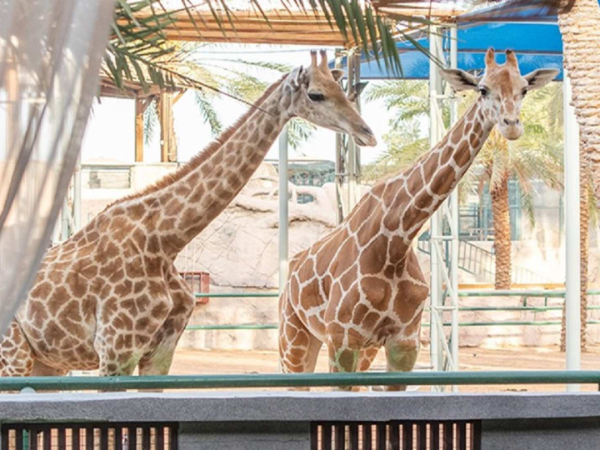 Emirates Park Zoo Abu Dhabi Tickets