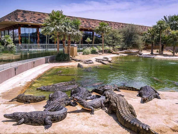 Dubai Crocodile Park Tickets
