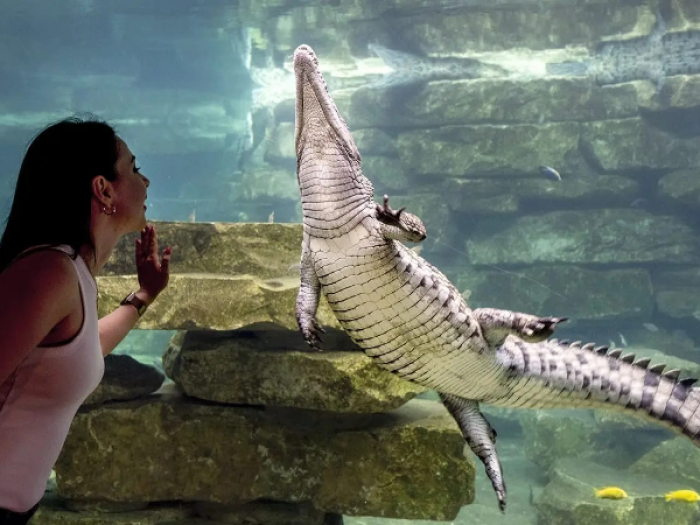 Dubai Crocodile Park Tickets