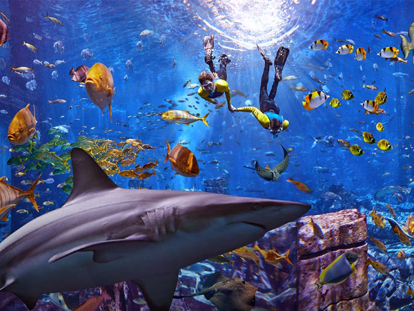 Dubai Aquarium And Underwater Zoo