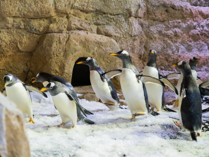 Dubai Aquarium And Underwater Zoo