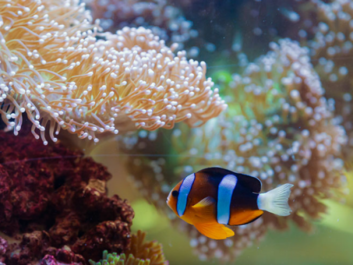 The National Aquarium Abu Dhabi Tickets
