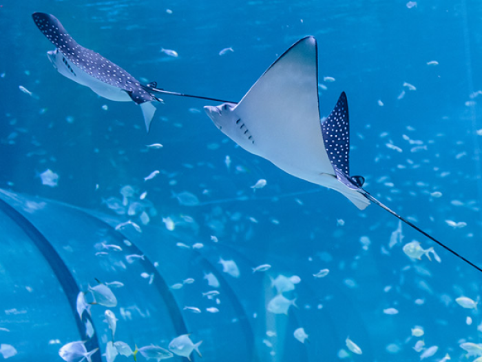 The National Aquarium Abu Dhabi Tickets