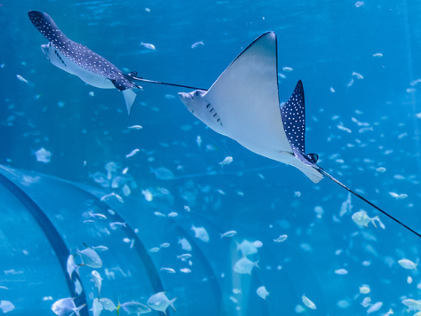 The National Aquarium Abu Dhabi Tickets