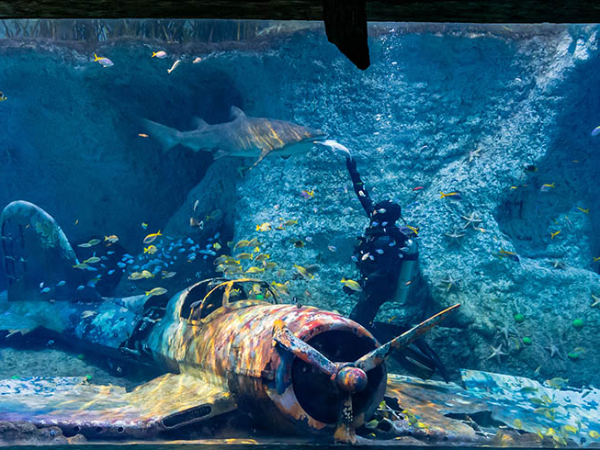 The National Aquarium Abu Dhabi Tickets