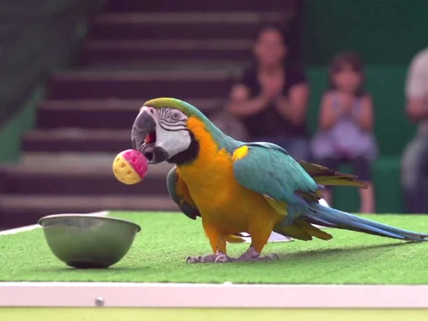 Dubai Dolphinarium Exotic Bird Show Tickets