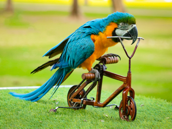 Dubai Dolphinarium Exotic Bird Show Tickets