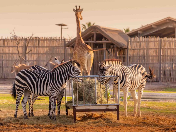 Dubai Safari Park Tickets