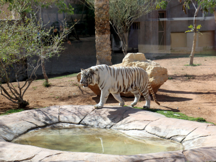 Dubai Safari Park Tickets