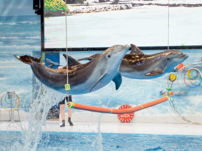 Dubai Dolphinarium Tickets