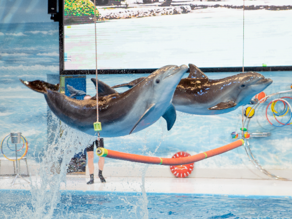 Dubai Dolphinarium Tickets