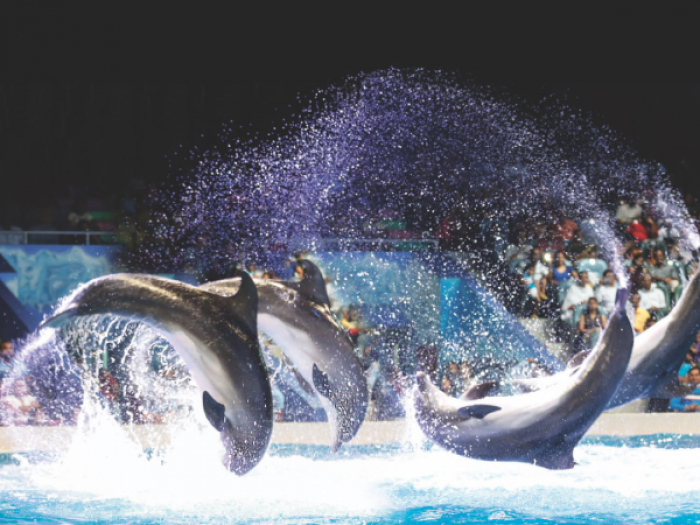 Dubai Dolphinarium Tickets