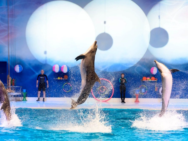 Dubai Dolphinarium Tickets