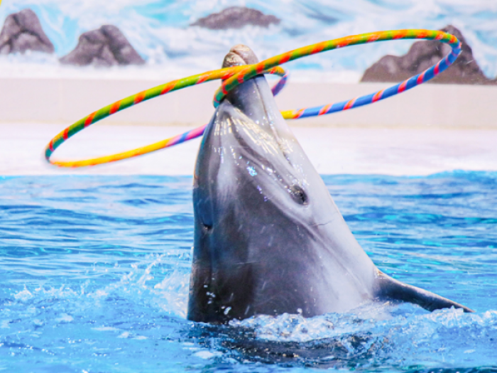 Dubai Dolphinarium Tickets
