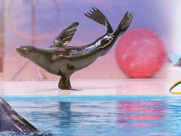 Dubai Dolphinarium Tickets