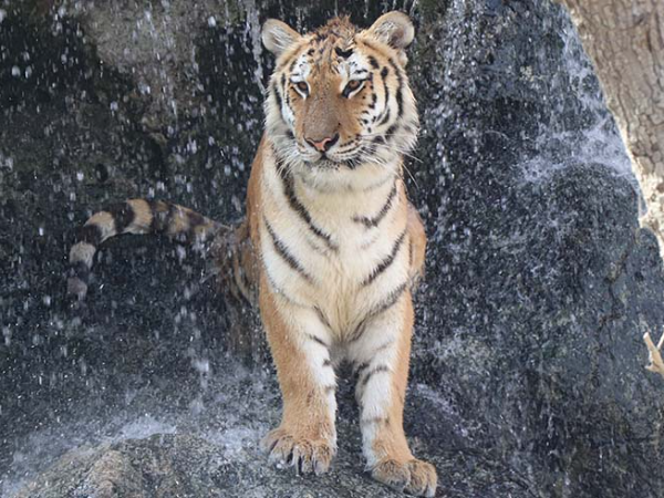 Emirates Park Zoo Abu Dhabi Tickets